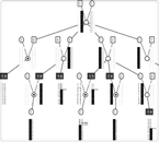 A pedigree suggestive of maternal inheritance of prostate cancer, with a single patient who likely has prostate cancer for a different reason