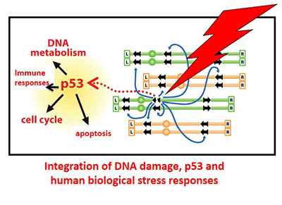 dna_damage