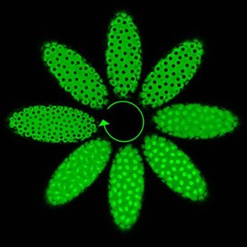 Drosophila Embryo at 8 stages of cell division