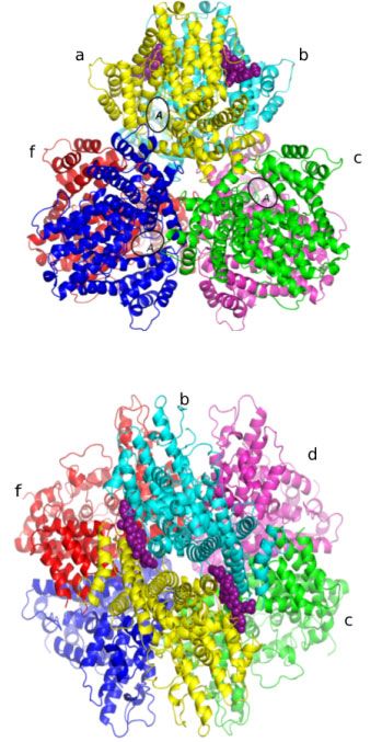 ecoli_crystalpng.jpg
