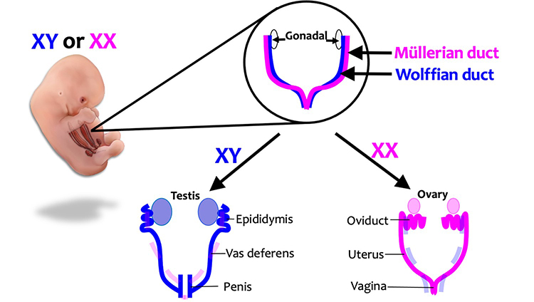 embryo_reproductive_development.jpg