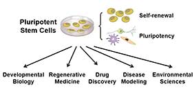 embryonic_stem_cell.jpg