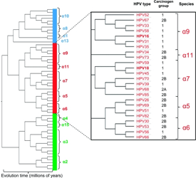 Evolution of HPV types predicts carcinogenicity, as demonstrated in collaborative work among Dr. Schiffman, Dr. Robert Burk of the Albert Einstein College of Medicine, and colleagues
