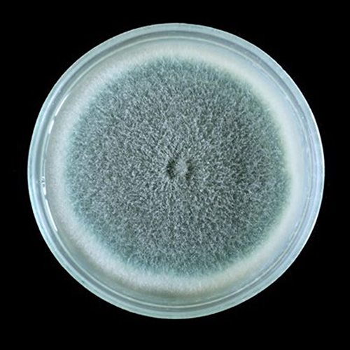 fungus Aspergillus Flavus