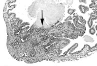 liverpath_gb08.jpg