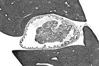 liverpath_gb09.jpg