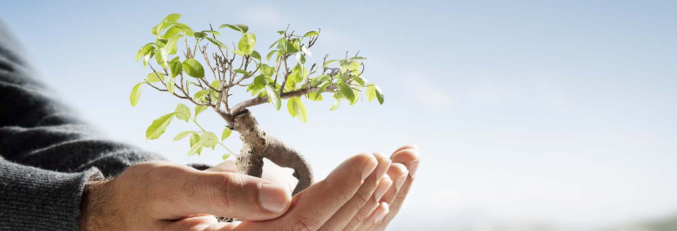 Tree in the palm of someone's hands