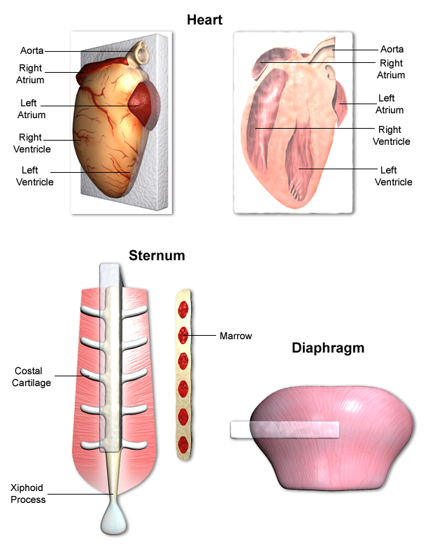 heartsternumdiaphragmjpg.jpg