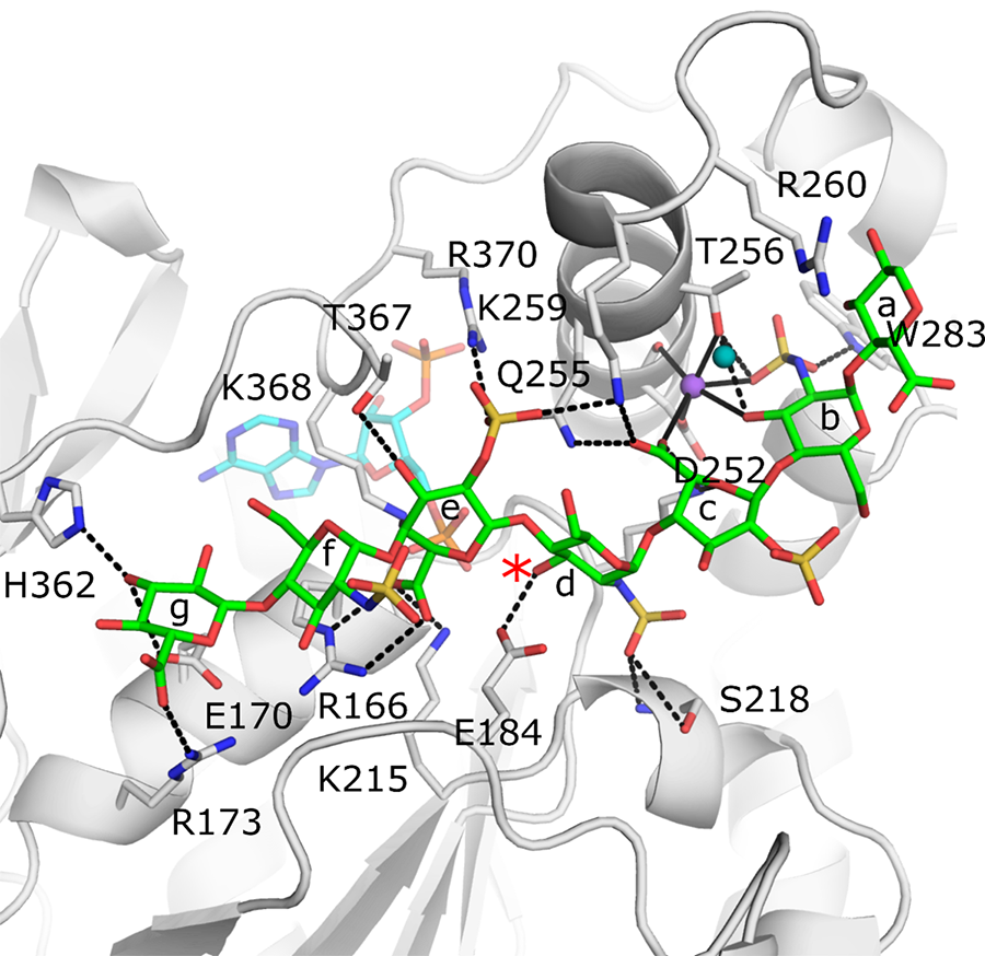 heparansulfates1.png