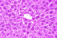 liverpath_hy01.jpg
