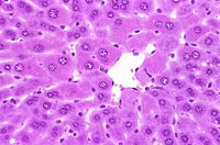 liverpath_hy02.jpg