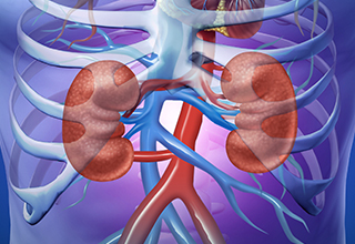 kidney.jpg