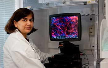 Staff scientist Daman Kumari, Ph.D., examines neurons developed from induced pluripotent stem (iPS) cells generated from a patient with FXS