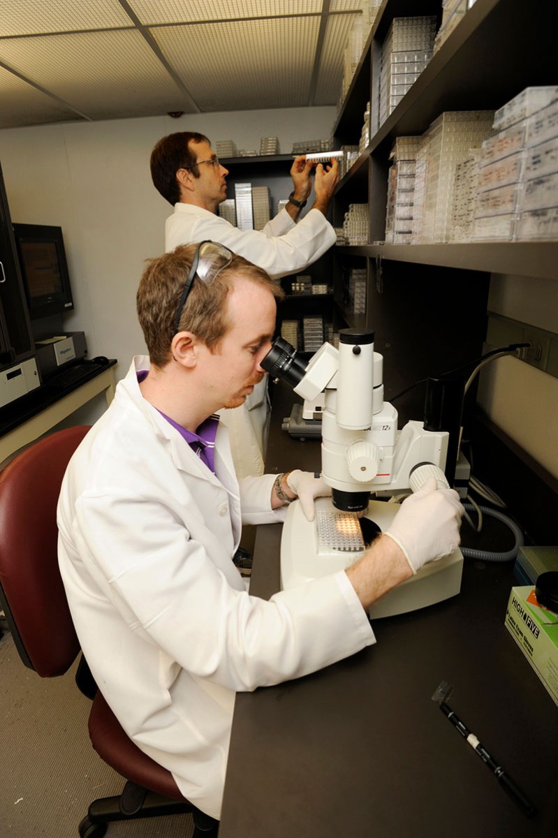 Anders Clausen, Ph.D., (front) examines crystals of DNA polymerases, while Lars Pedersen, Ph.D., stores additional samples in the process of forming crystals.