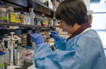 Huiqing Li, a postdoctoral fellow, transfers juvenile zebrafish to a dish for examination of their development