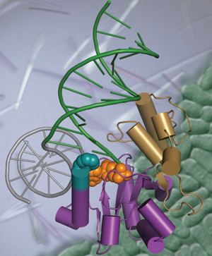 lsbgenomejpg.jpg