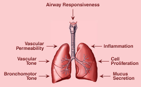 lungjpg.jpg