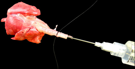 lungssyringejpg.jpg