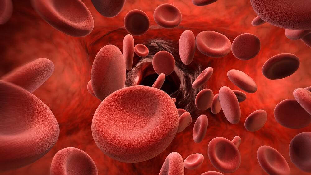 red blood cells