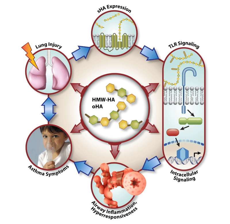 matrixbio_figure1.png