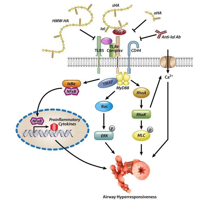 matrixbio_figure2.jpg