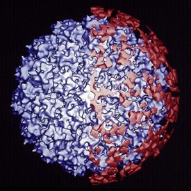 The HPV vaccine molecule contains virus-like particles (blue) that are noninfectious and stimulate the immune system to produce antibodies (red) that can prevent HPV infections