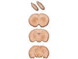 embedding_mouse_brain_l1l4.jpg