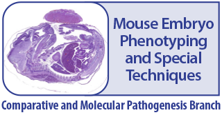 mouse_embryo_phenotyping