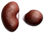 embedding_mouse_kidney.jpg