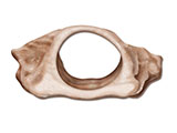 embedding_mouse_larynx.jpg