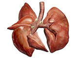 embedding_mouse_lungs.jpg