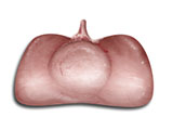 embedding_mouse_pituitary.jpg