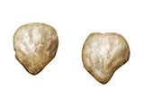embedding_mouse_preputial_glands.jpg