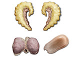embedding_mouse_prostate_sem_ves_coag_gland_bladder.jpg
