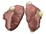 embedding_mouse_salivary_glands.jpg