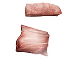 embedding_mouse_skeletal_muscle_skeletal_muscle_nerve.jpg