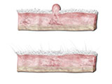 embedding_mouse_skin_mammary.jpg