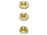 embedding_mouse_spinal_cord.jpg