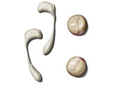 embedding_mouse_testes_epididymis.jpg