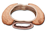 embedding_mouse_thyroid_parathyroid_esophagus_trachea.jpg