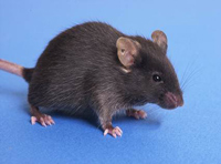 mousejpg.jpg