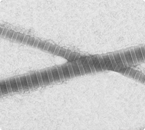 An electron-micrograph of two collagen fibers shows the characteristic bands spaced at 67 nm intervals (Photo: Sarah Hong)