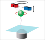 By rotating magnets (red, blue), Neuman’s team rotates a magnetic bead (green) attached to a DNA molecule (squiggly line), thereby twisting or “supercoiling” the DNA to study its behavior