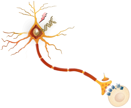neurobiology_laboratory_neuron_image.png