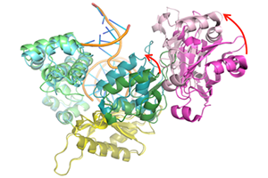 nmrdnarepaircomplexes.png
