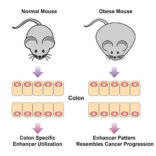 obesity_mouse.jpg