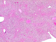 liverpath_p2200053.jpg