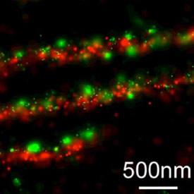 Photoactivated localization microscopy (PALM) image of the proteins paxillin and zyxin