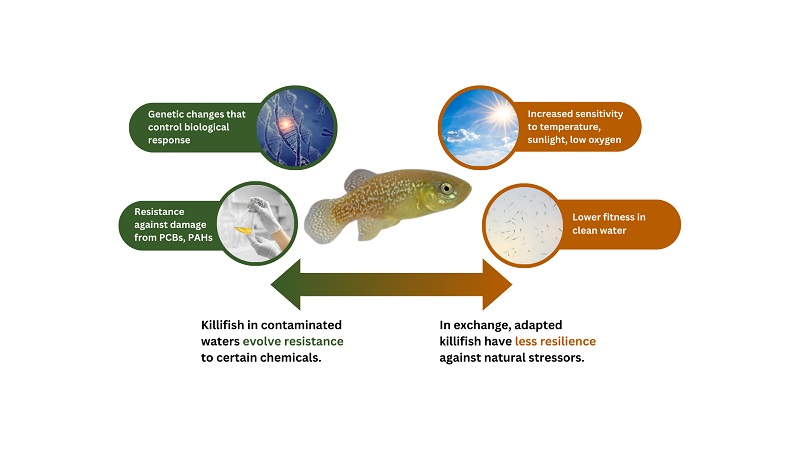 srp_phi_killifish_graphical overview