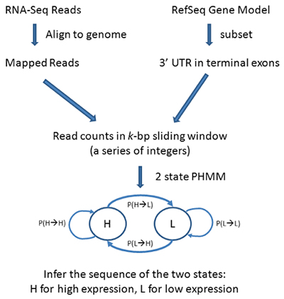 phmm_3_utr_shortening.jpg
